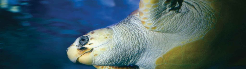 Sea Turtle Swimming At AQWA