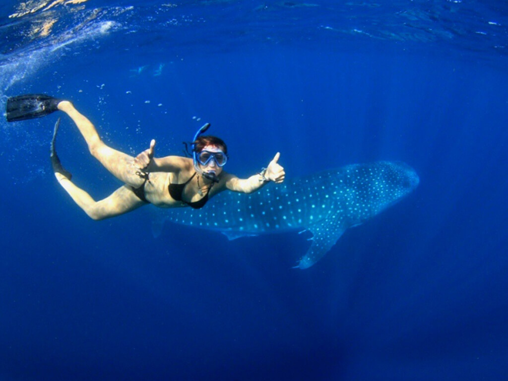 Kings Ningaloo Reef Tours Swimming With Whale Sharks Hello Perth