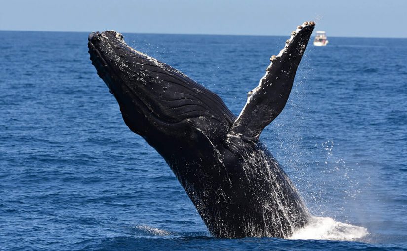 Whale Watch Western Australia