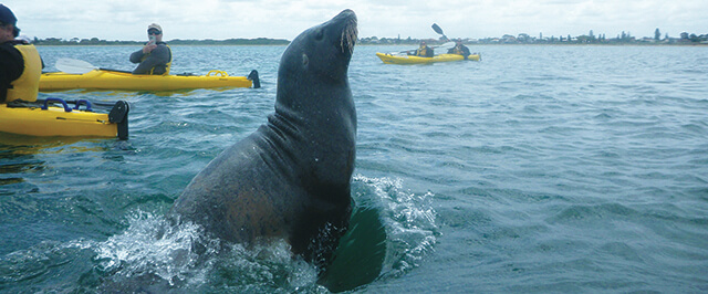 Rivergods Kayaking Hello Perth